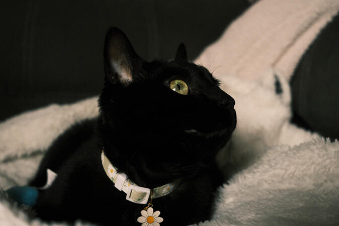 Salem (2026)