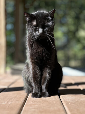 Onyx (2024)