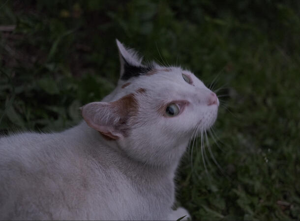 Forest Cat (2025)